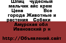 Шпиц - чудесный мальчик айс-крем › Цена ­ 20 000 - Все города Животные и растения » Собаки   . Амурская обл.,Ивановский р-н